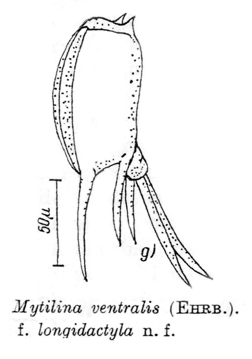 Mytilina ventralis f. longidactyla Mytilina ventralis f. longidactyla