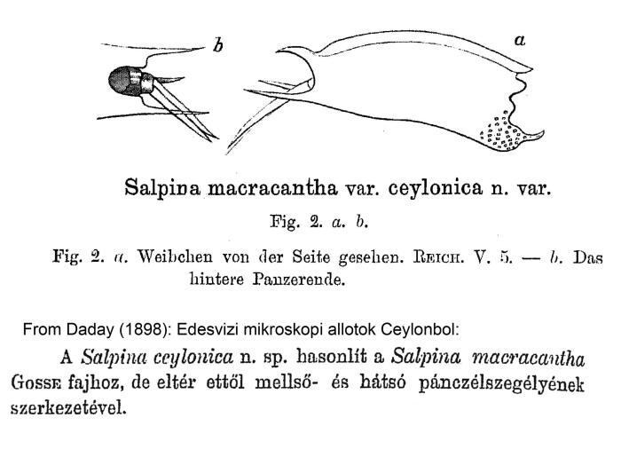 Mytilina ventralis var. ceylonica