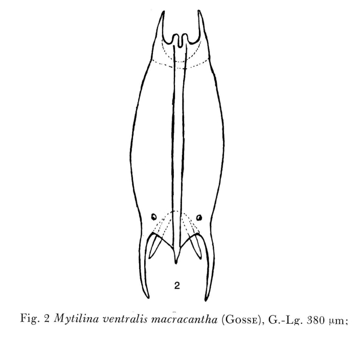 Mytilina ventralis var. macracantha Mytilina ventralis var. macracantha