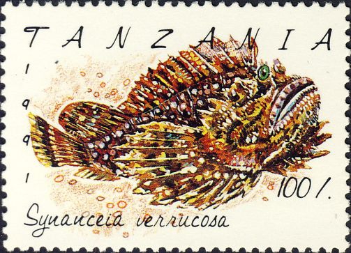 Synanceia verrucosa Synanceia verrucosa