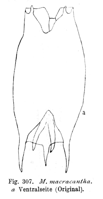 Mytilina ventralis var. macracantha