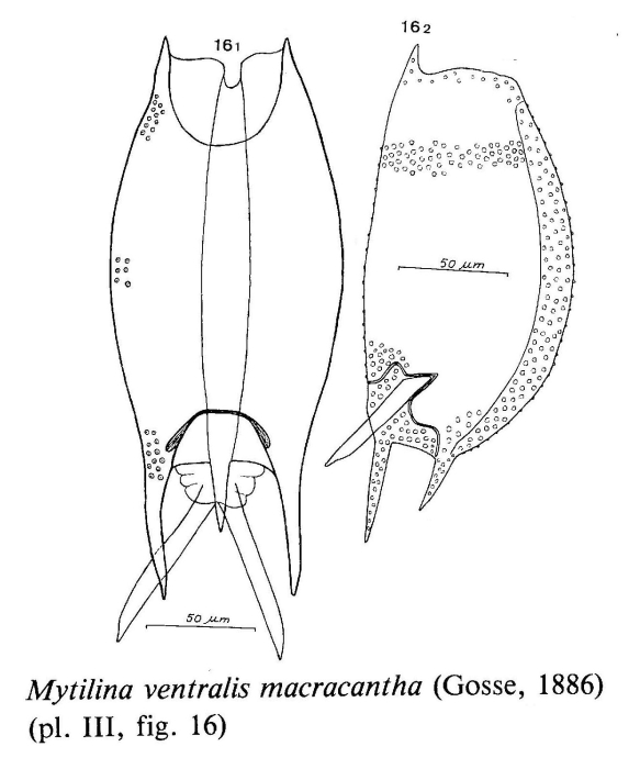 Mytilina ventralis var. macracantha