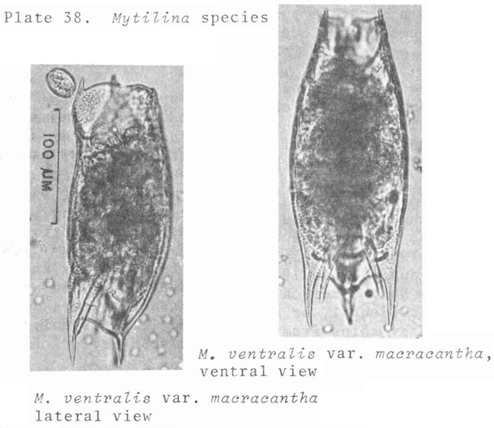Mytilina ventralis var. macracantha