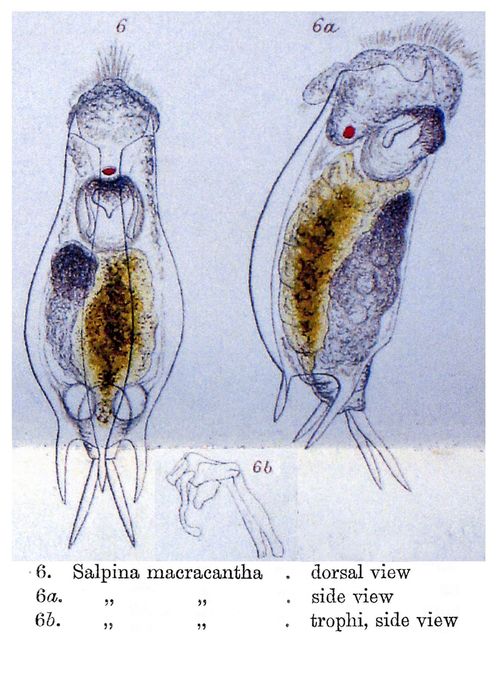 Mytilina ventralis var. macracantha Mytilina ventralis var. macracantha