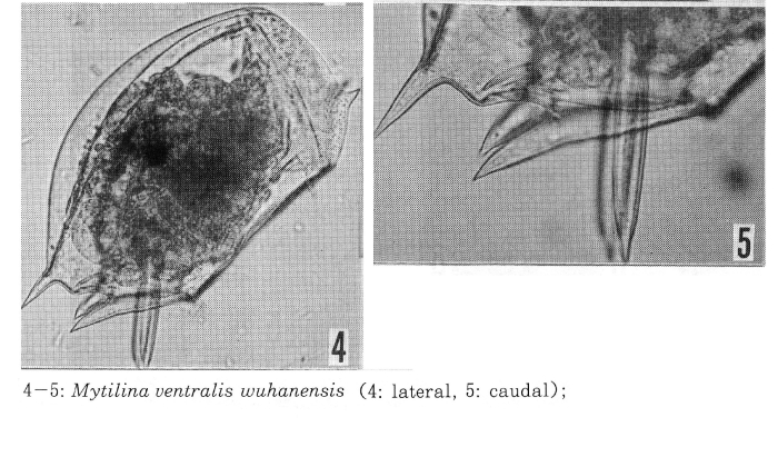 Mytilina ventralis wuhanensis Mytilina ventralis wuhanensis