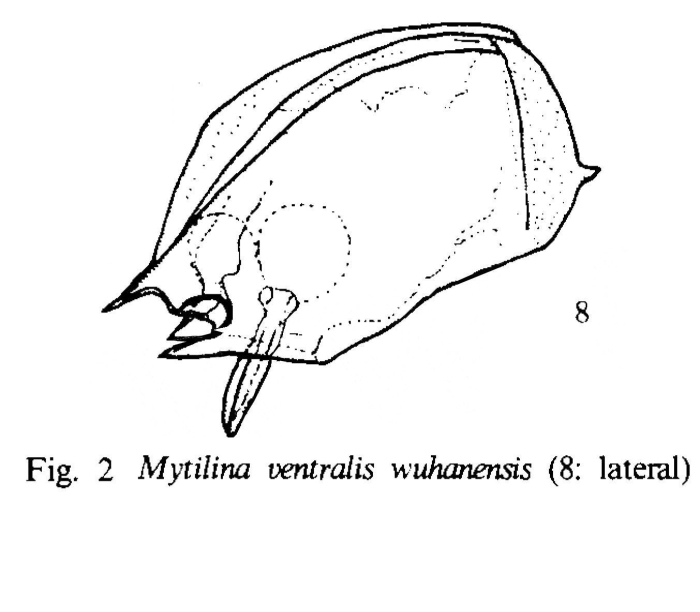 Mytilina ventralis wuhanensis - Original description image