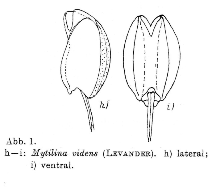 Mytilina videns Mytilina videns