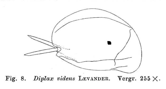 Mytilina videns Mytilina videns