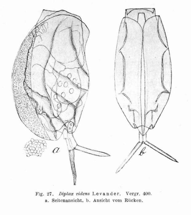 Mytilina videns Mytilina videns
