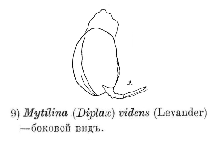 Mytilina videns