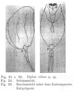 Mytilina videns - Original description image