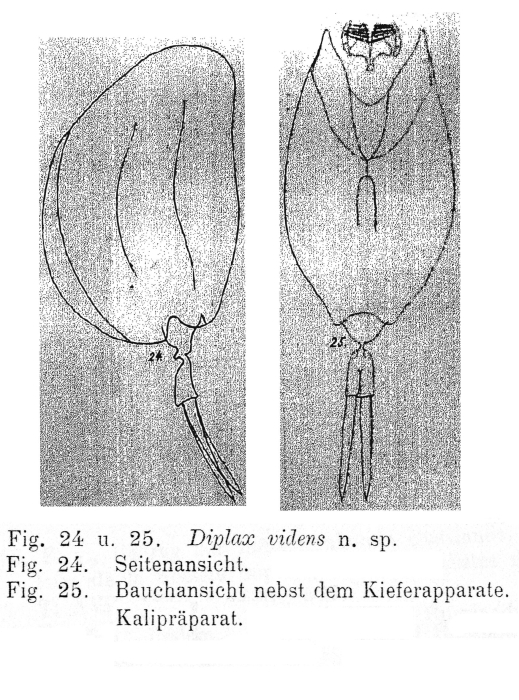 Mytilina videns - Original description image