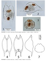 Mytilina wangi - Original description image