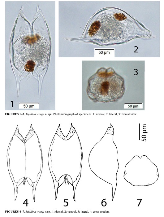Mytilina wangi