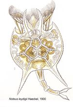 Noteus leydigii - Original description image