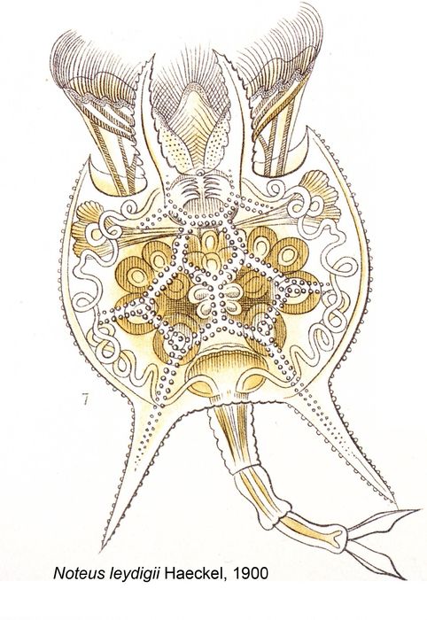 Noteus leydigii - Original description image