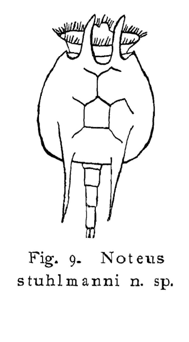 Noteus stuhlmanni - Original description image