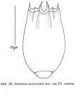 Notholca acuminata