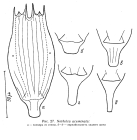 Notholca acuminata