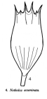 Notholca acuminata