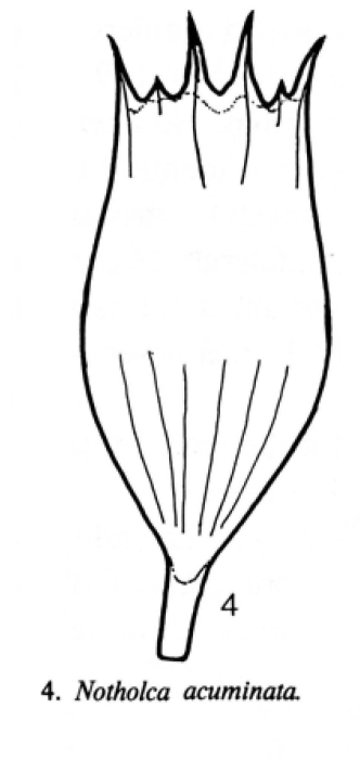 Notholca acuminata Notholca acuminata