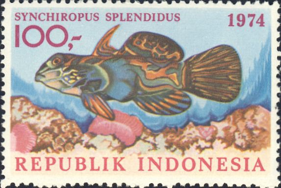 Synchiropus splendidus