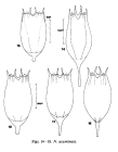 Notholca acuminata