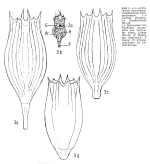 Notholca acuminata