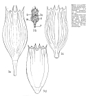 Notholca acuminata