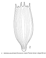 Notholca acuminata