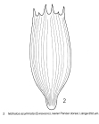 Notholca acuminata