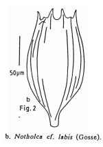 Notholca acuminata