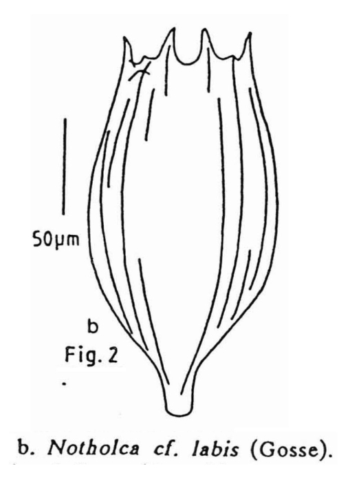 Notholca acuminata Notholca acuminata