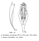 Notholca acuminata