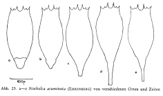 Notholca acuminata