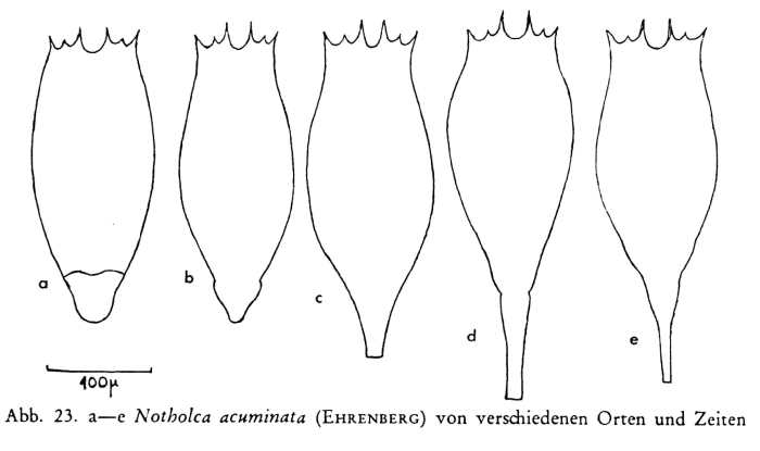 Notholca acuminata Notholca acuminata