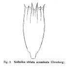 Notholca acuminata