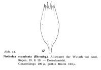 Notholca acuminata