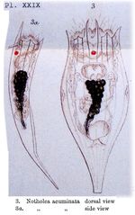Notholca acuminata