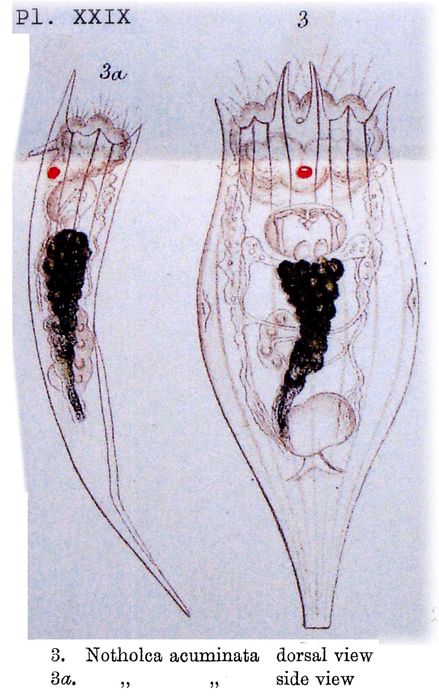 Notholca acuminata Notholca acuminata