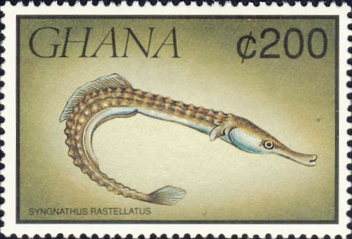 Syngnathus rostellatus Syngnathus rostellatus