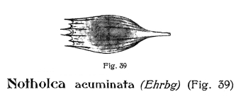 Notholca acuminata