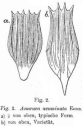 Notholca acuminata