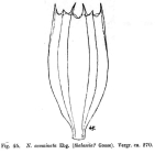 Notholca acuminata