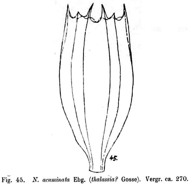 Notholca acuminata Notholca acuminata