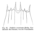 Notholca acuminata
