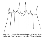 Notholca acuminata