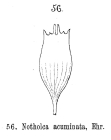 Notholca acuminata