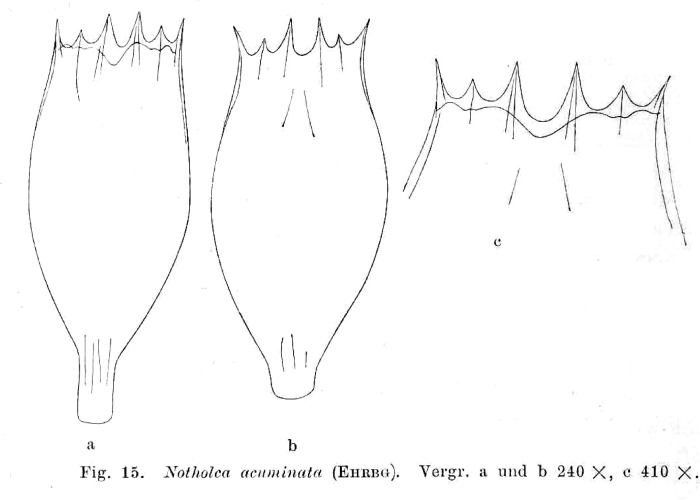 Notholca acuminata Notholca acuminata