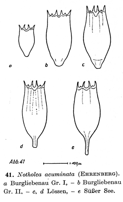 Notholca acuminata Notholca acuminata